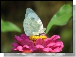 Motyl, Bielinek, Kwiat