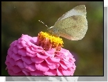Motyl, Bielinek, Kwiat