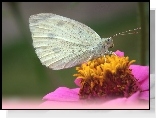 Motyl, Bielinek, Kwiat