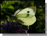 Motyl, Bielinek, Kwiat