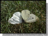 Motyl, Bielinek, Trawa