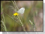 Motyl, Bielinek rzepnik, Kwiat, Trawa