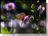 Lato, Kwiaty, Motyl, Bokeh