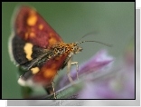 Żółto, Czarno, Bordowy, Motyl