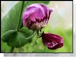Bordowy, Kwiat, Motyl, Makro, Art
