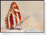 Motyl, Brązowo-biały, Athyma fortuna, Kamień, Rozmycie