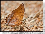 Brązowy, Motyl, Charaxes affinis