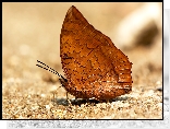 Brązowy, Motyl, Charaxes marmax, Piasek