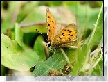 Brązowy, Motyl