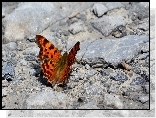 Brązowy, Motyl