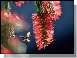 Callistemon, Kwiatostan, Osa, Makro