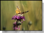 Chaber driakiewnik, Fioletowy, Kwiat, Motyl