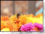 Chryzantemy, Pszczoła