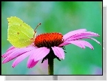 Motyl, Cytrynek,  Gerbera