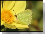 Motyl, Cytrynek, Owad