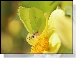Motyl, Cytrynek, Owad
