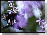Czarny, Motyl. Fioletowe, Kwiatki