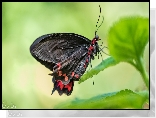 Czarny, Motyl, Scarlet mormon, Liść, Makro