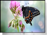 Motyl, Czarny, Paź królowej, Kwiat, Pelargonia, Rozmycie, Makro