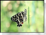 Motyl, Papilio demodocus, Czarny