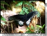 Czarny, Motyl