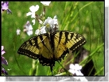 Żółty, Czarny, Motyl