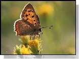 Motyl, Czerwończyk, Owad