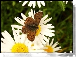 Motyl, Czerwończyk uroczek