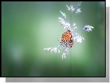 Źdźbło, Trawa, Motyl, Czerwończyk żarek