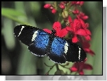 Motyl, Czerwone, Kwiaty