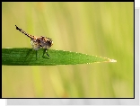 Ważka czteroplama, Libellula quadrimaculata, Trawa, Źdźbło, Zbliżenie