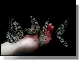 Dłoń, Motyle