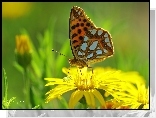 Dostojka Latonia, Motyl, Owad, Kwiat