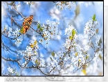Gałązki, Drzewo owocowe, Kwiaty, Motyl, Dostojka malinowiec