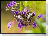 Motyl, Duranta, Kwiaty