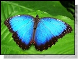 Niebieski, Egzotyczny, Motyl