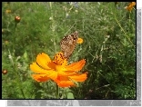 Żerujący, Motyl