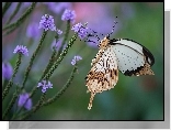 Motyl, Fioletowe, Kwiatki