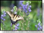 Motyl, Fioletowe, Kwiaty
