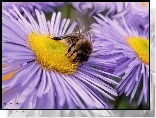 Pszczoła, Fioletowe, Kwiaty