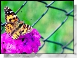 Motyl, Fioletowy, Kwiat