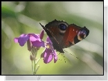 Motyl, Rusałka pawik, Fioletowy, Kwiat