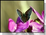 Motyl, Fioletowy, Kwiat