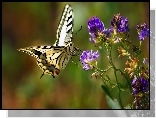 Żółty, Motyl, Fioletowy, Kwiat