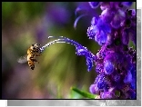 Fioletowy, Kwiat, Pręciki, Pszczoła