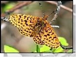Gałązka, Motyl