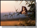 Motyl, Gałązka, Makro