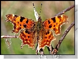 Motyl, Rusałka, Ceik, Gałązka, Makro