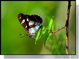 Motyl, Gałązka, Makro