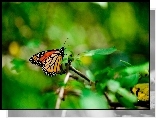 Gałązka, Motyl, Monarch